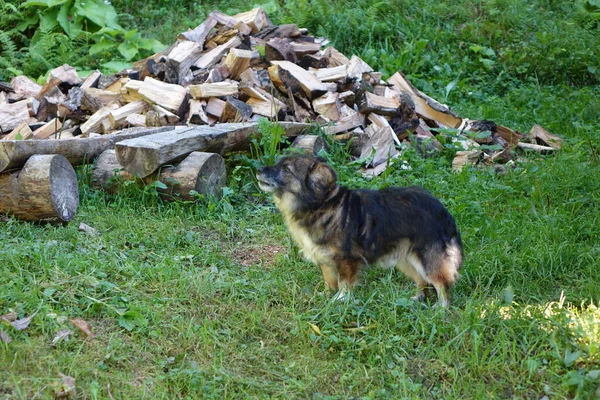 Vieux Chien Dans Neige Gros Plan — Photo