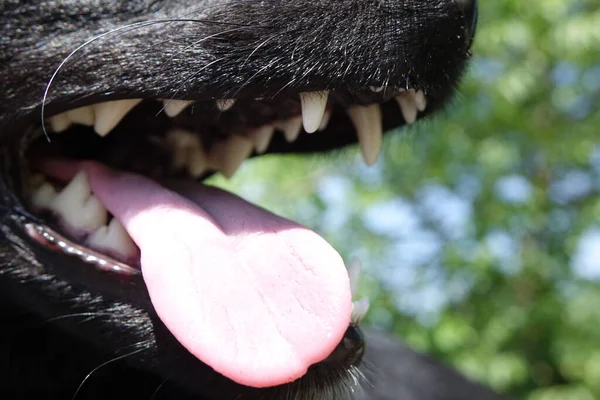 Chien Vue Rapprochée — Photo