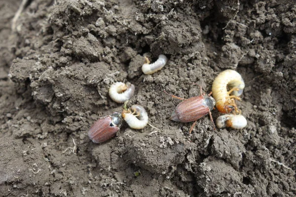 The larvae of the May beetle