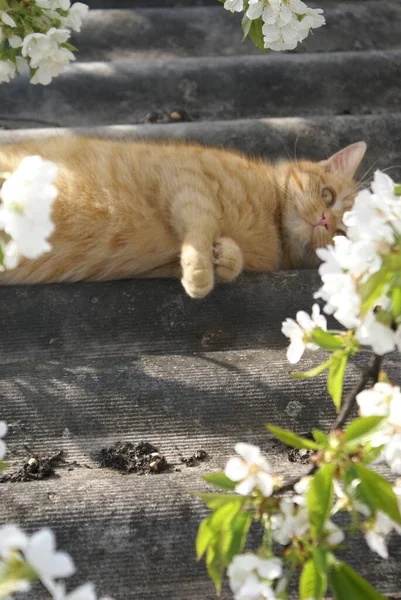 Vue Rapprochée Mignon Chat Roux — Photo