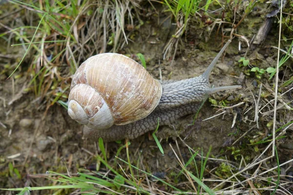 Schnecke Garten Auf Dem Gras — Stockfoto