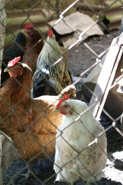 Csirkék Kakasok Ketrecben — Stock Fotó