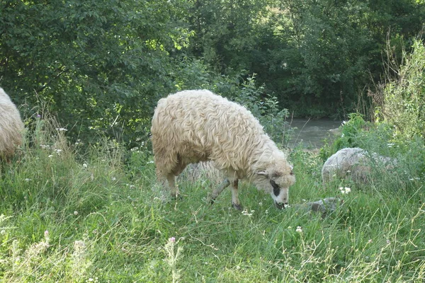 Las Ovejas Pastan Hierba Transcarpatia —  Fotos de Stock