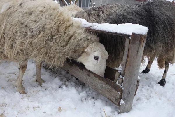 Juh Télen Pajta Közelében Kárpátalja — Stock Fotó