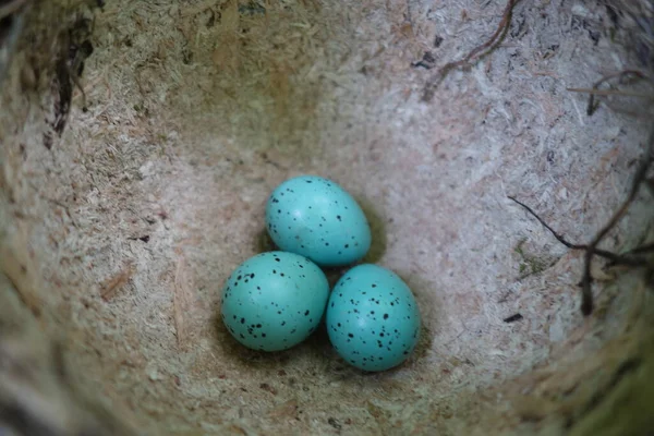 Bird Nest Transcarpathia — Stock Photo, Image