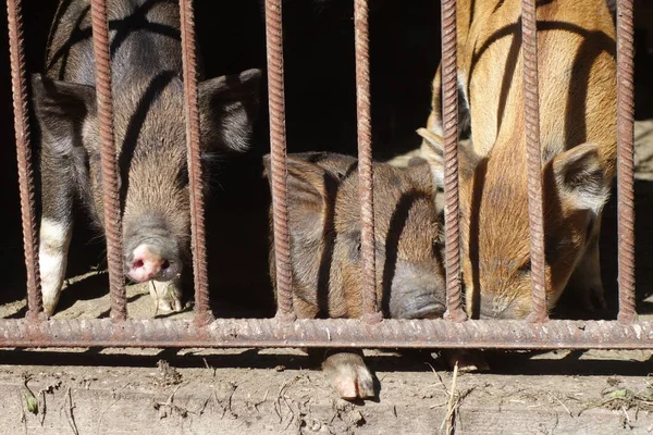 Schweine Eisernen Käfig — Stockfoto