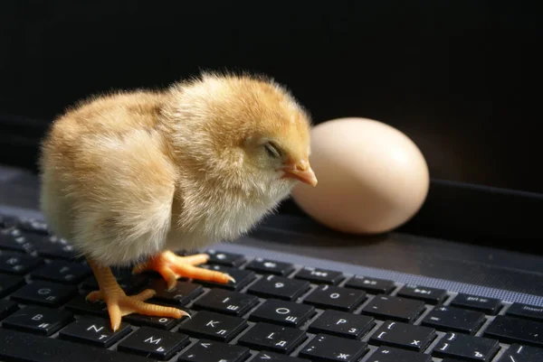 Little Chick Sitting Keyboard — Stock Photo, Image