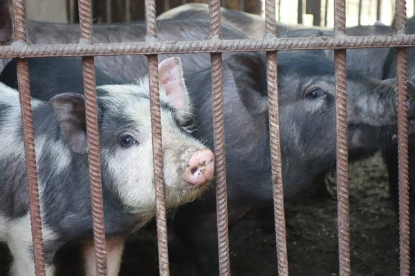 Pigs in an iron cage