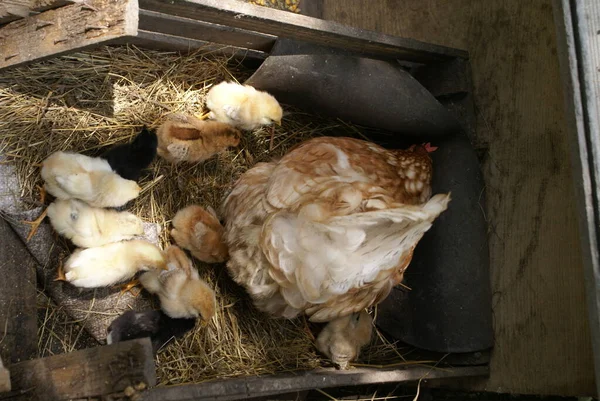 Pollo Con Polluelos Nido — Foto de Stock