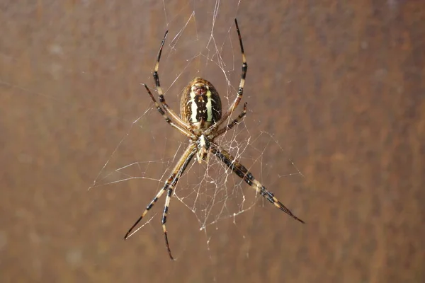 Toile Araignée Dans Forêt — Photo