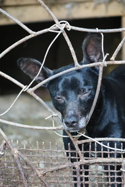 Perro Triste Jaula — Foto de Stock