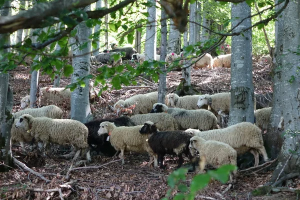 Schafe Den Bergen — Stockfoto