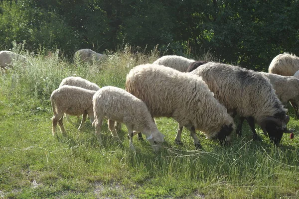 Sheep Graze Grass Transcarpathia — Stock Photo, Image