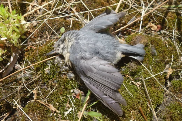 Död Fågel Gräsmattan — Stockfoto