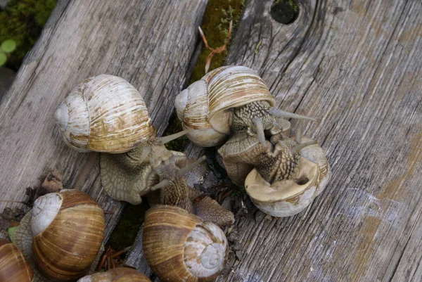 Colony Snails — Stock Photo, Image