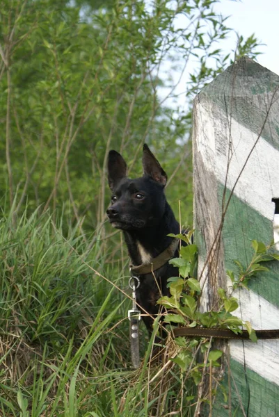 Black Dog Close View — Stock Photo, Image