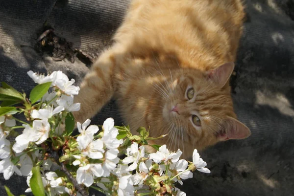 Närbild Söt Rödhårig Katt — Stockfoto