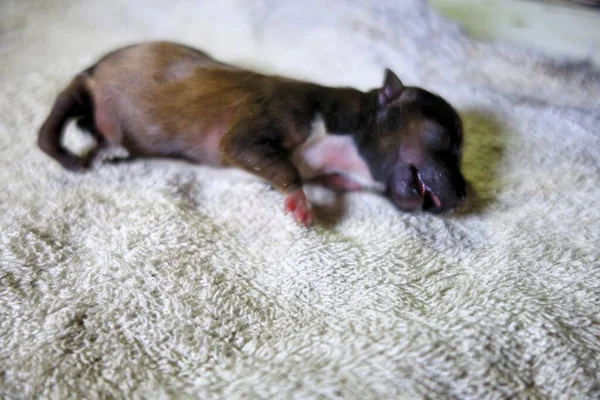 Pequeno Cão Cachorro Descansando Close — Fotografia de Stock