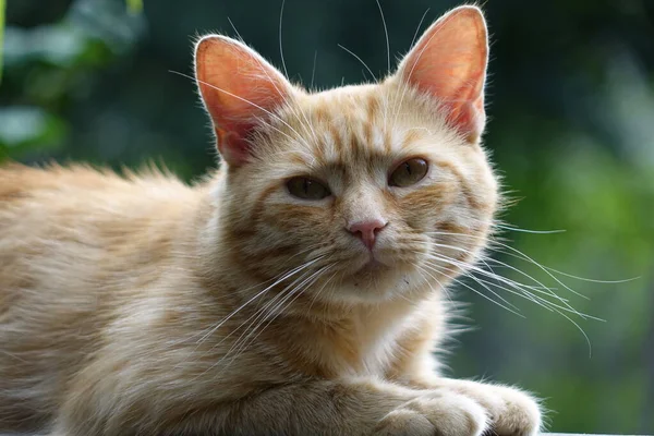 Närbild Söt Rödhårig Katt — Stockfoto