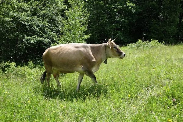 Vaca Pastar Num Campo Verde Transcarpatias — Fotografia de Stock