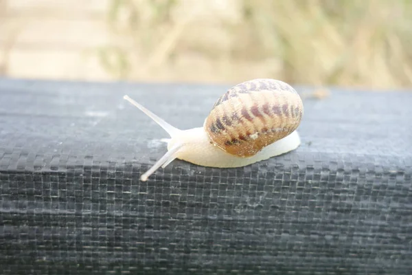 Kleine Slak Slakkenboerderij Transcarpathie — Stockfoto