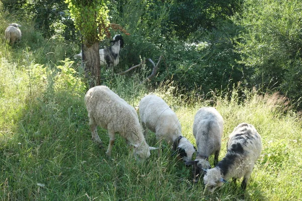 羊は草を放牧する 横紋筋症 — ストック写真