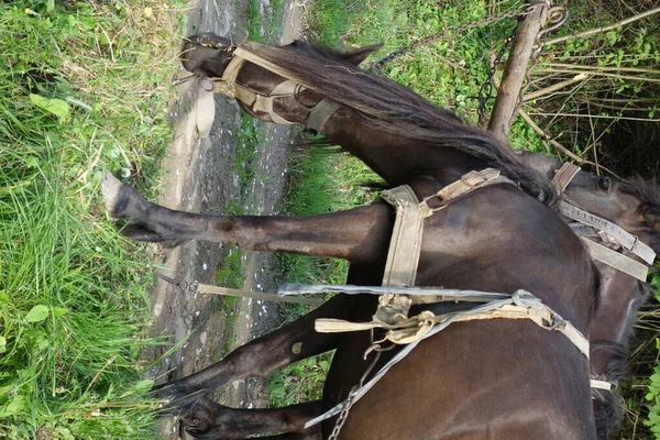 Hutsul Cavalo Vista Perto — Fotografia de Stock