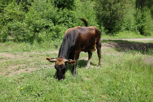 Vache Broutant Sur Champ Vert Transcarpathie — Photo