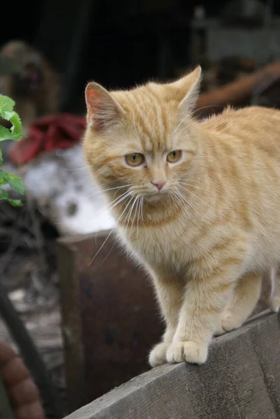 Vista Cerca Lindo Gato Pelirrojo — Foto de Stock