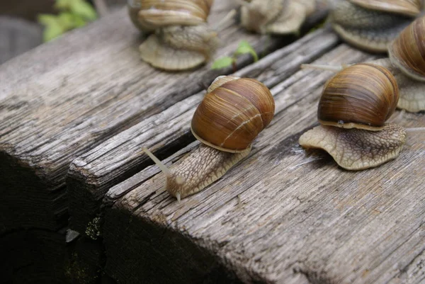 Die Kolonie Der Schnecken — Stockfoto