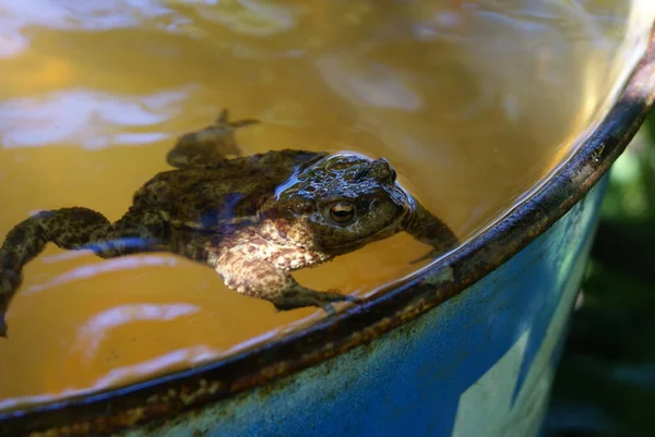 Жаба Плавает Бочке Водой — стоковое фото