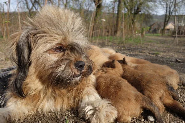 Petits Chiens Vue Rapprochée — Photo