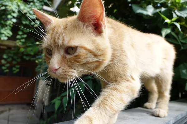 Nahaufnahme Der Niedlichen Rothaarigen Katze — Stockfoto