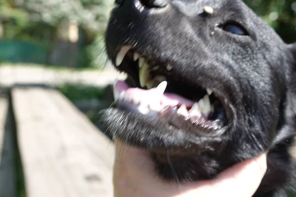 Chien Vue Rapprochée — Photo