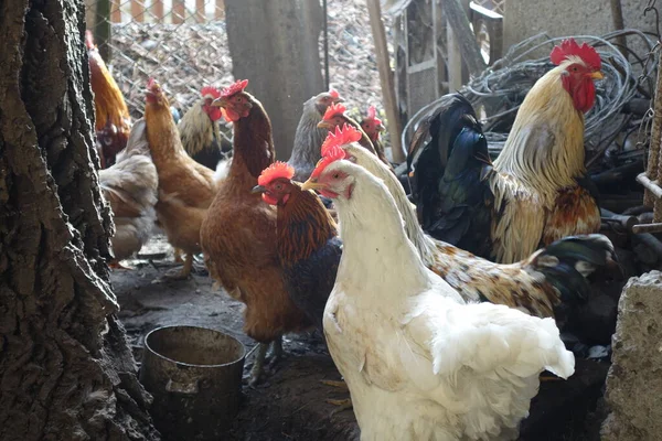 Bahçede Dolaşan Tavuklar Horozlar — Stok fotoğraf