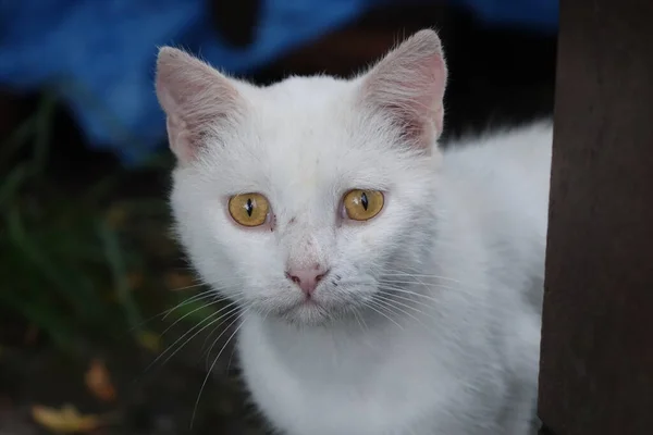 Білий Кіт Червоними Очима — стокове фото