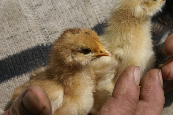 Pollo Pequeño Manos Humanas —  Fotos de Stock