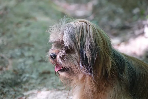 Pies Rasy Yorkshire Terrier — Zdjęcie stockowe