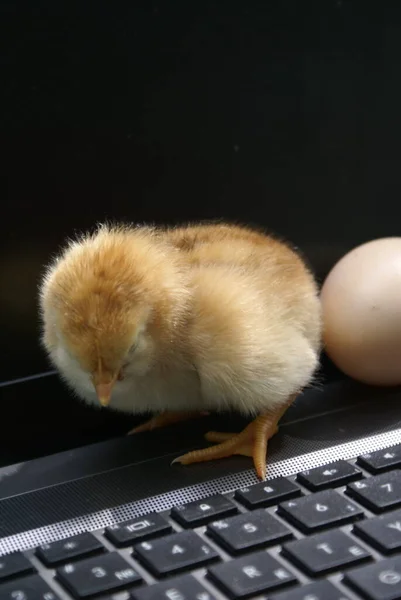 Pequeña Chica Sentada Teclado — Foto de Stock