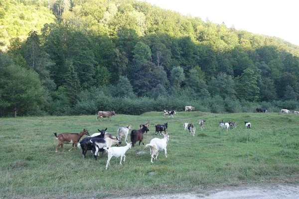 Корови Лузі Влітку — стокове фото