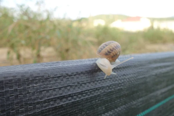 Petit Escargot Une Ferme Escargots Transcarpathie — Photo