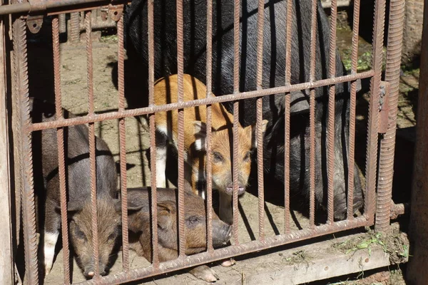 Pigs Iron Cage — Stock Photo, Image