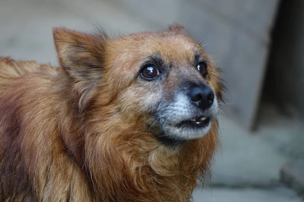 Karlı Yaşlı Köpek Yakın Plan — Stok fotoğraf