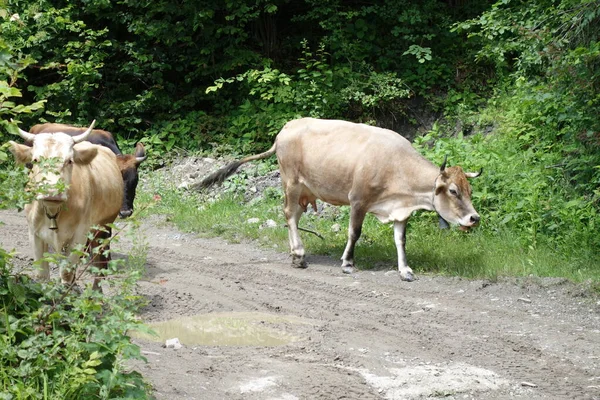 Les Vaches Sont Sur Route Transcarpathie — Photo