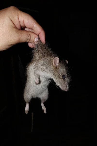 Rat Mort Vue Rapprochée — Photo