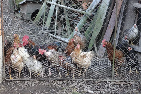 Pollos Gallos Caminando Por Patio — Foto de Stock