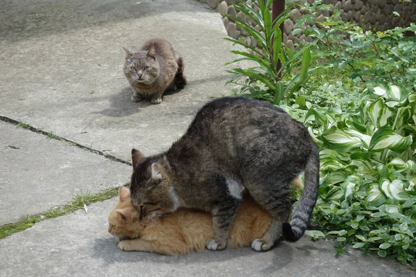 Zwei Die Katzen Lieben — Stockfoto