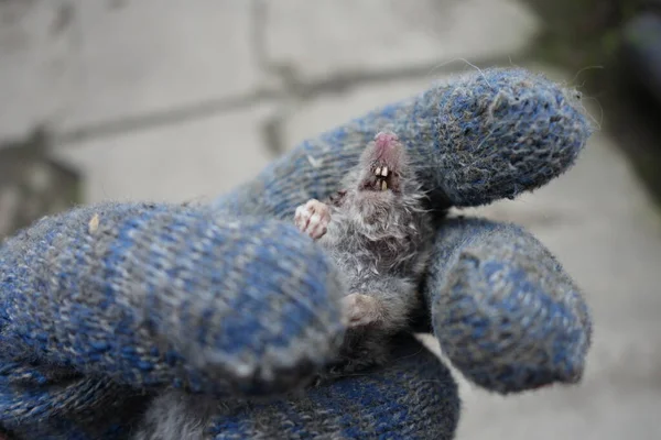 Rata Muerta Una Mano — Foto de Stock