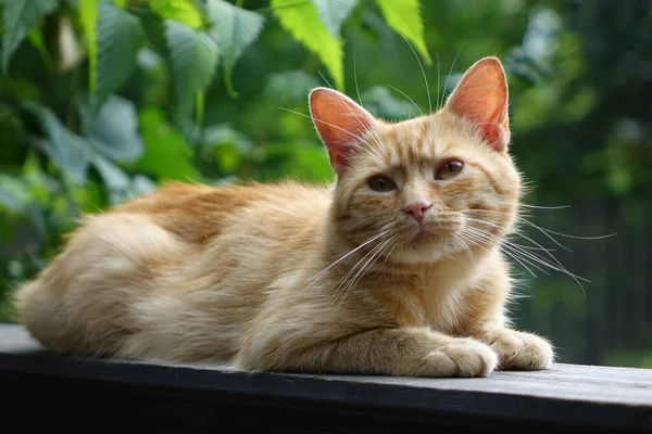 Nahaufnahme Der Niedlichen Rothaarigen Katze — Stockfoto