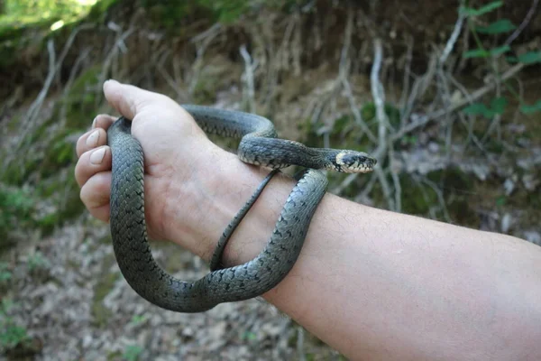 Slangen Natrix Natrix Mann Som Holder Slange Natrix Natrix Hånden – stockfoto